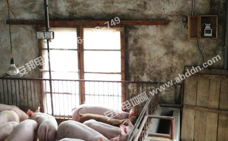 安徽绿健猪舍养殖保温发热电缆电地暖(图2)