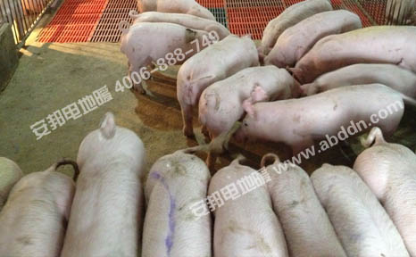安徽绿健猪舍养殖保温发热电缆电地暖(图5)